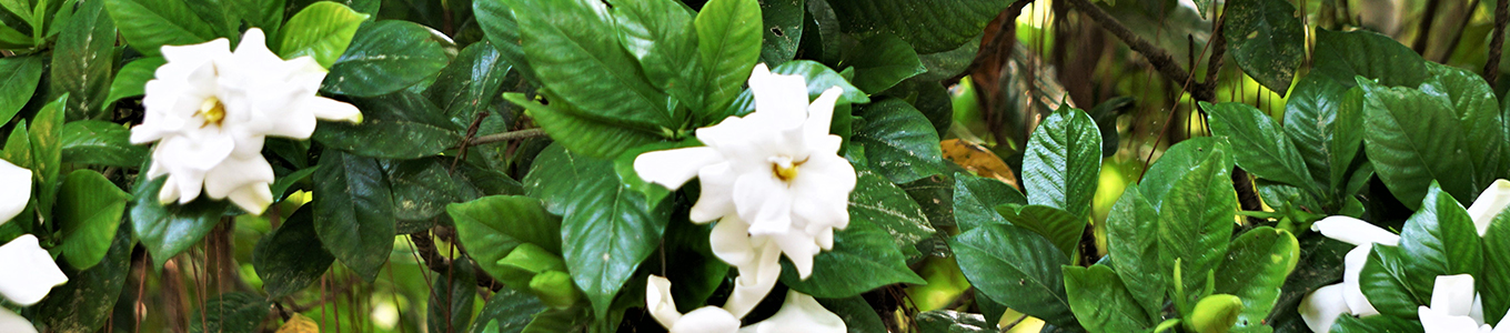 Gardenia