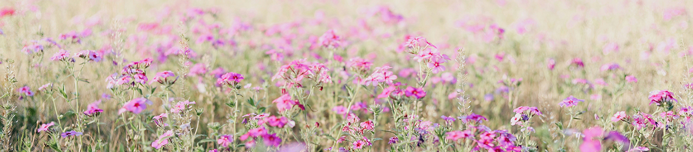 Wiesenblumen