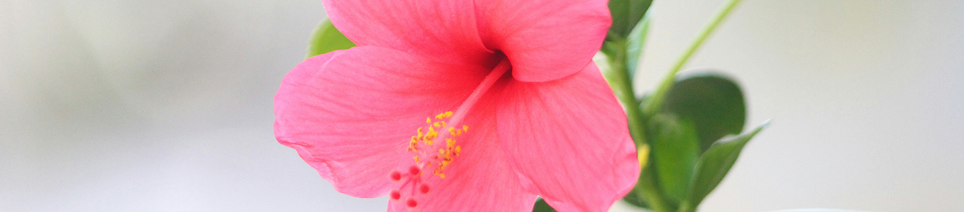 Hibiscus