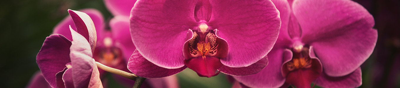 Orchidee