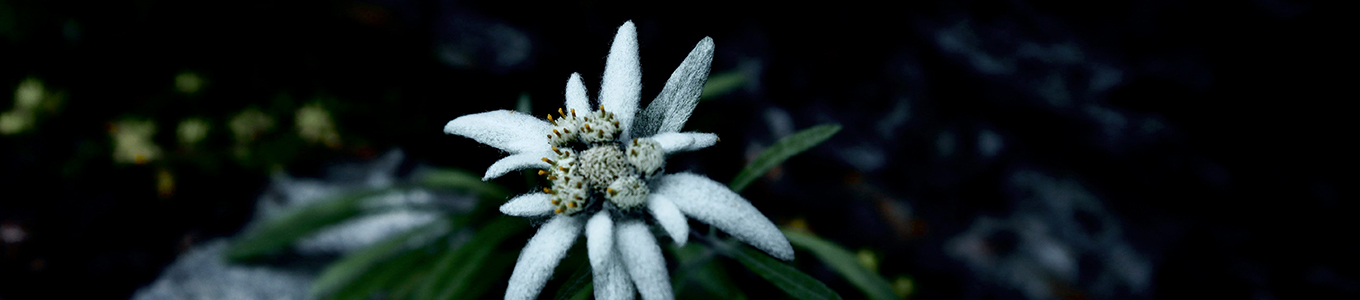 Edelweiss